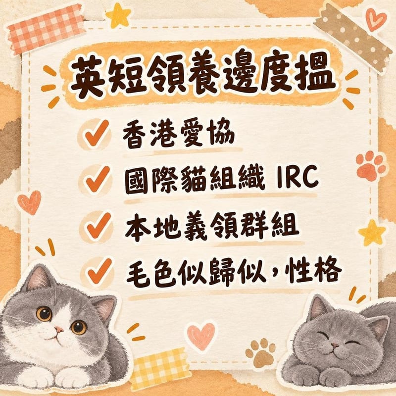 獸醫為藍色英國短毛貓做健康檢查,主人喺旁邊睇報告