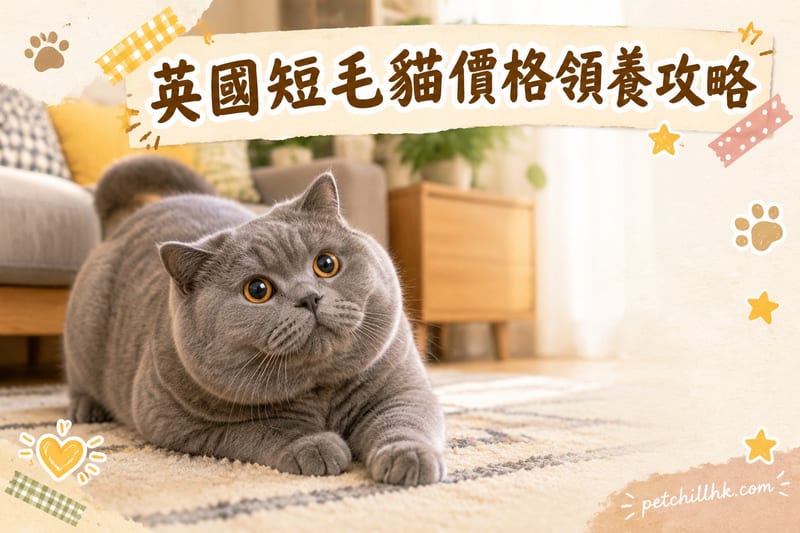 英國短毛貓價錢同領養全指南|香港 2026