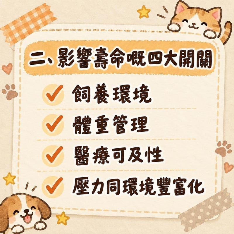 年長三花貓行過鋪咗防滑墊嘅樓梯,低入口貓廁同加高食碗擺喺平台高度