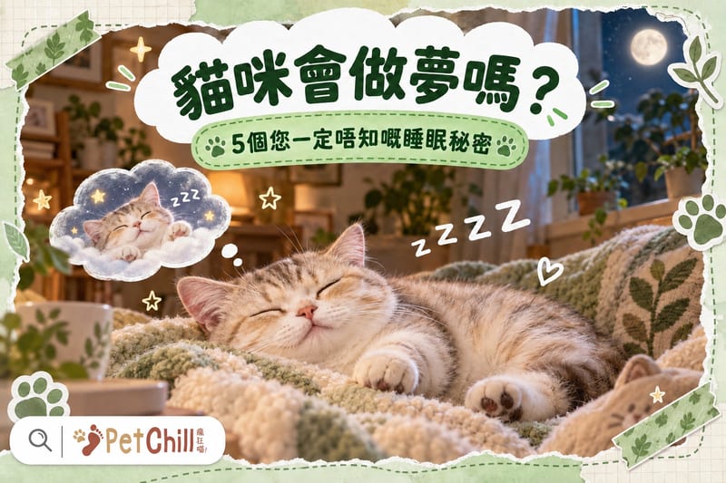 貓咪會做夢嗎?5個睡眠秘密+REM睡眠真相