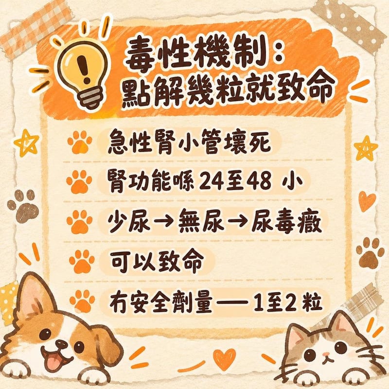 cat-grapes-kidney-failure 重點整理圖卡 3