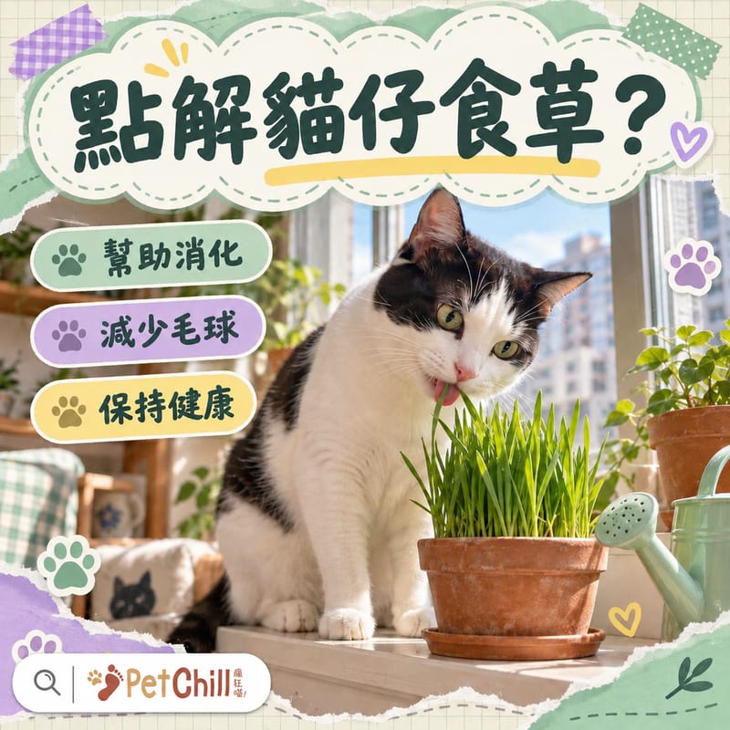 點解貓仔食草?貓草真相+安全植物對照表|香港貓奴必睇