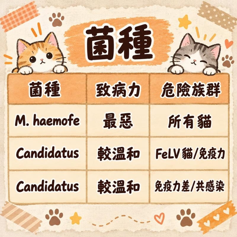 菌種｜PetChill 圖卡整理