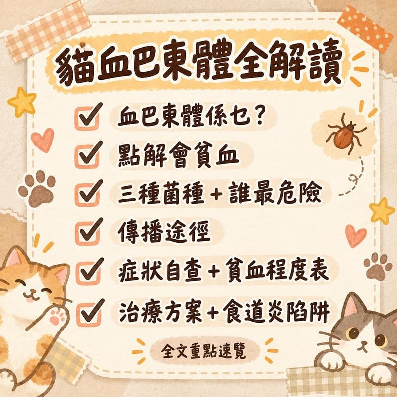 貓血巴東體全解讀｜PetChill 圖卡整理