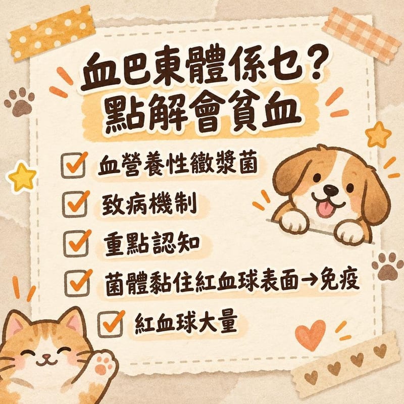 cat-hemoplasmosis-fia 重點整理圖卡 3