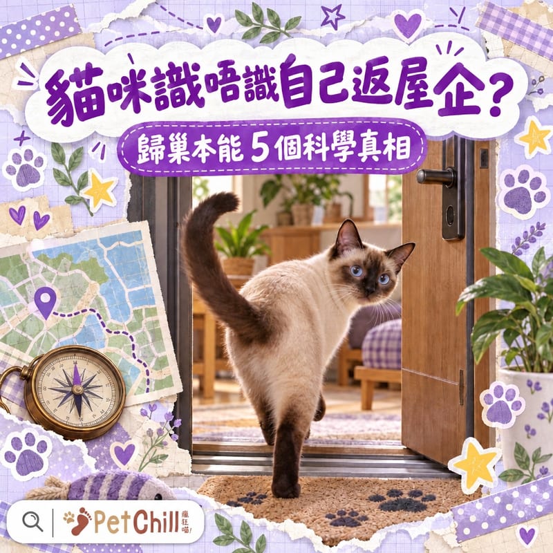 貓咪識唔識自己返屋企?歸巢本能5個真相