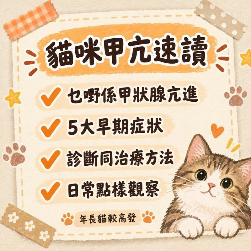 貓咪甲亢速讀｜圖卡整理