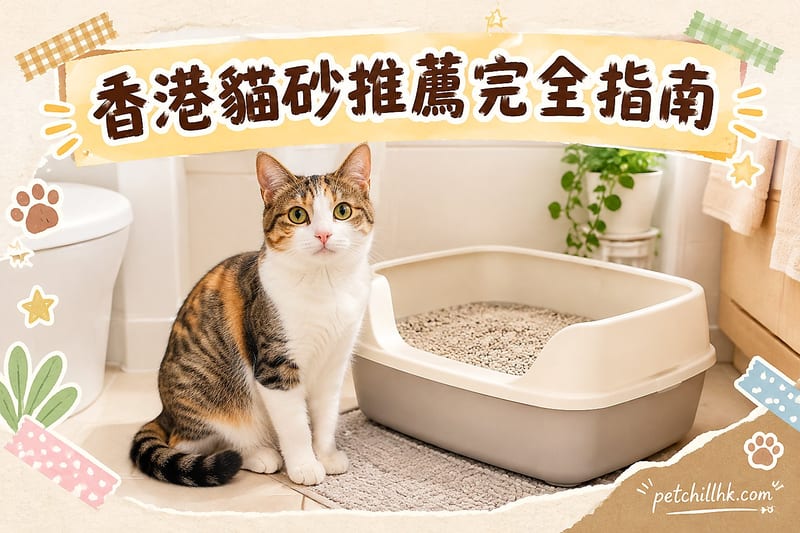 香港貓砂推薦邊隻好?2026 五大類貓砂比較指南