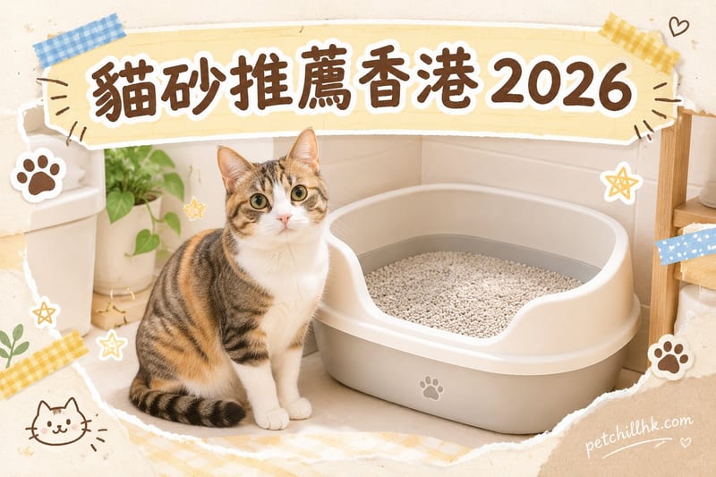 貓砂推薦香港 2026｜貓砂種類比較、價格指南與選購建議