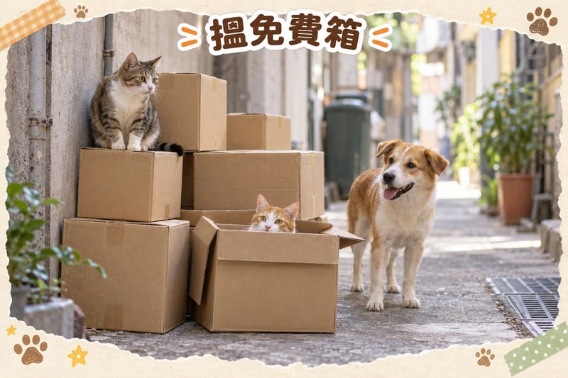 貓咪點解咁鍾意紙箱?揭開|PetChill 圖卡整理