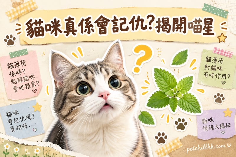 貓咪真係會記仇?揭開喵星人驚人記憶力嘅真相