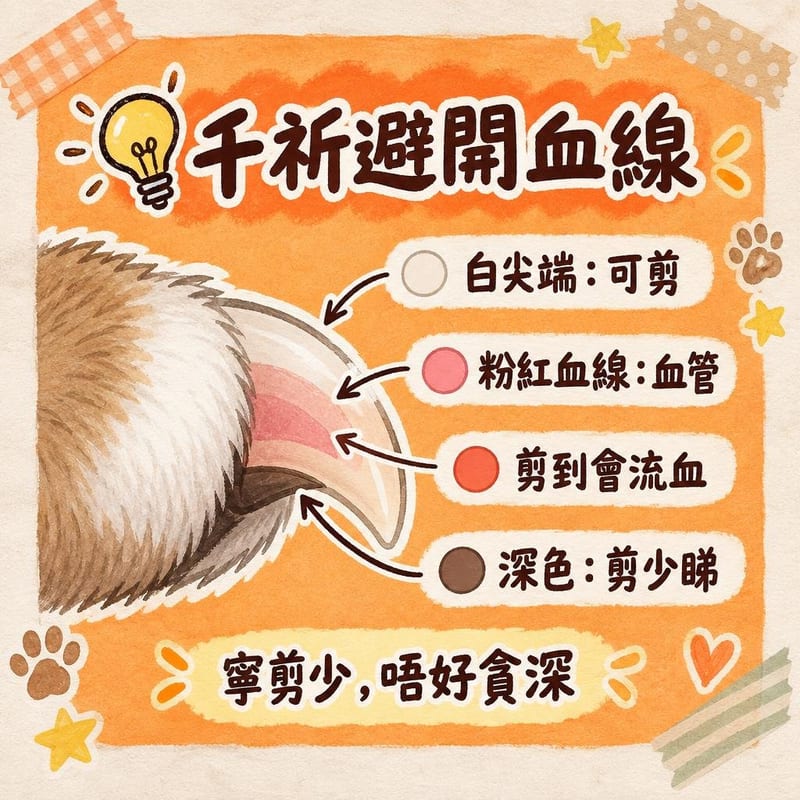 cat-nail-trim 知識圖卡1