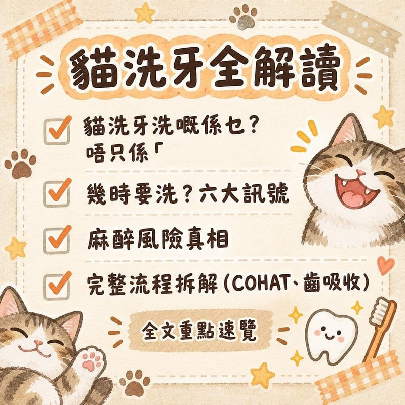 貓洗牙全解讀|PetChill 圖卡整理