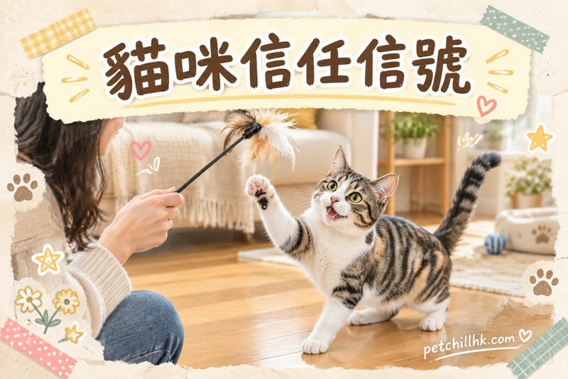 貓咪信任信號|香港貓奴必讀肢體語言解碼