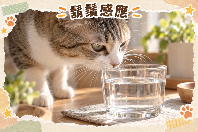 cat-whisker-secrets 知識圖卡1