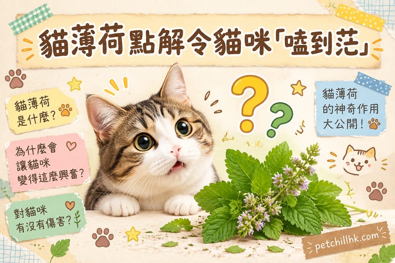 貓薄荷點解令貓咪「嗑到茫」?|香港獸醫認證安全使用指南