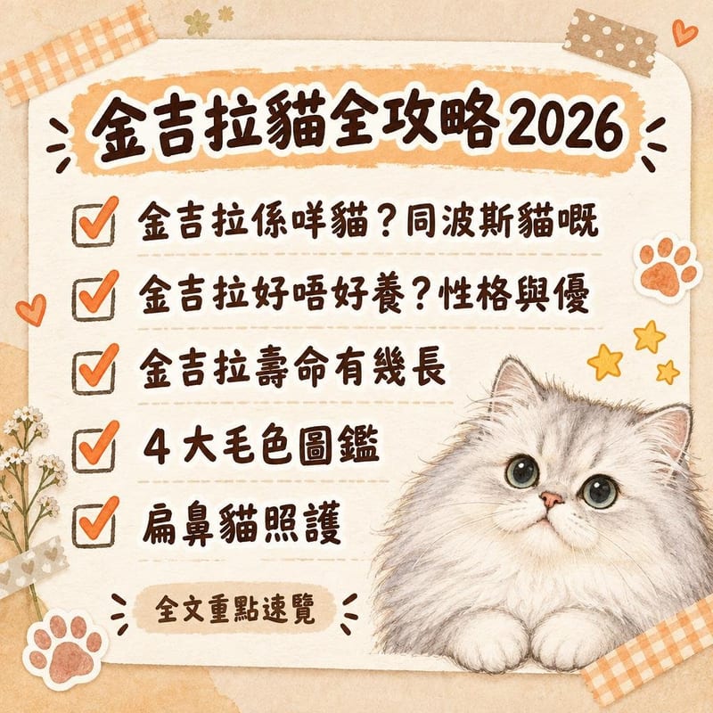 金吉拉貓全攻略 2026｜PetChill 圖卡整理