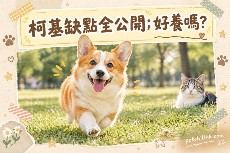 柯基缺點全公開|香港養前必睇:8項現實+零成本家規