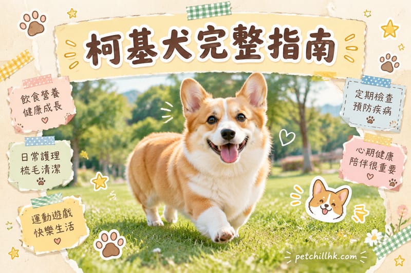 柯基犬圖鑑|脊椎護理・體重・香港細單位飼養指南