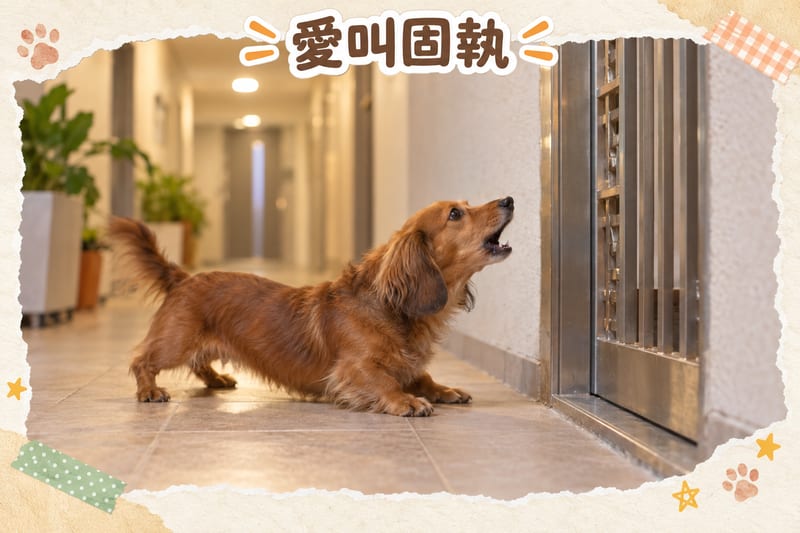 Owner crouching in a home corridor doing quiet training with a smooth-haired dachshund, holding a treat