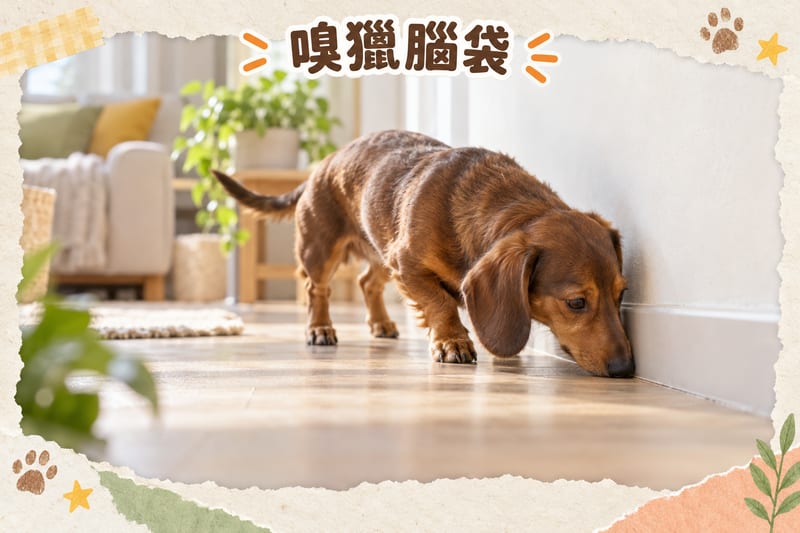 Long-haired Dachshund using its nose to nudge open a puzzle toy to find treats, looking focused