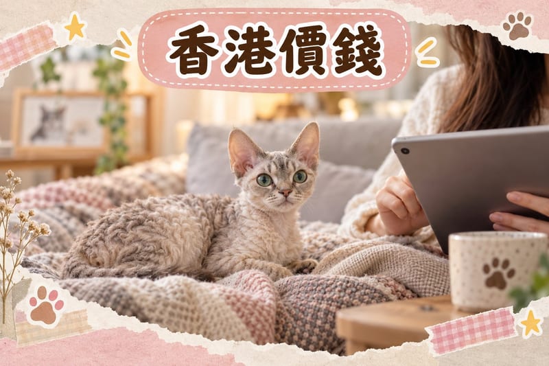 德文捲毛貓幼貓喺香港住宅窗邊瞓喺軟墊上，陽光柔和照住捲曲短毛