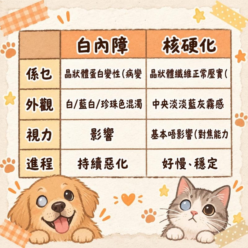 知識圖卡|PetChill 圖卡整理