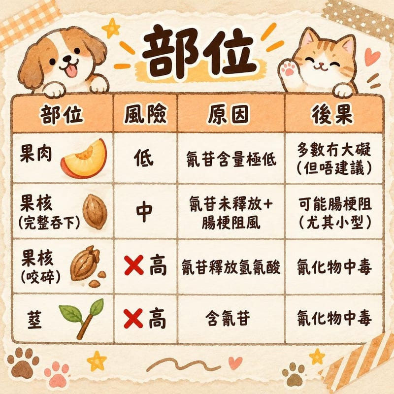 部位|PetChill 圖卡整理