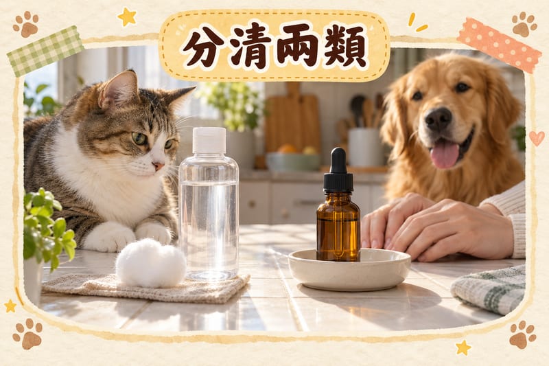 主人用手機電筒檢查垂耳狗狗耳道,茶几上放住獸醫處方滴耳液同棉花球