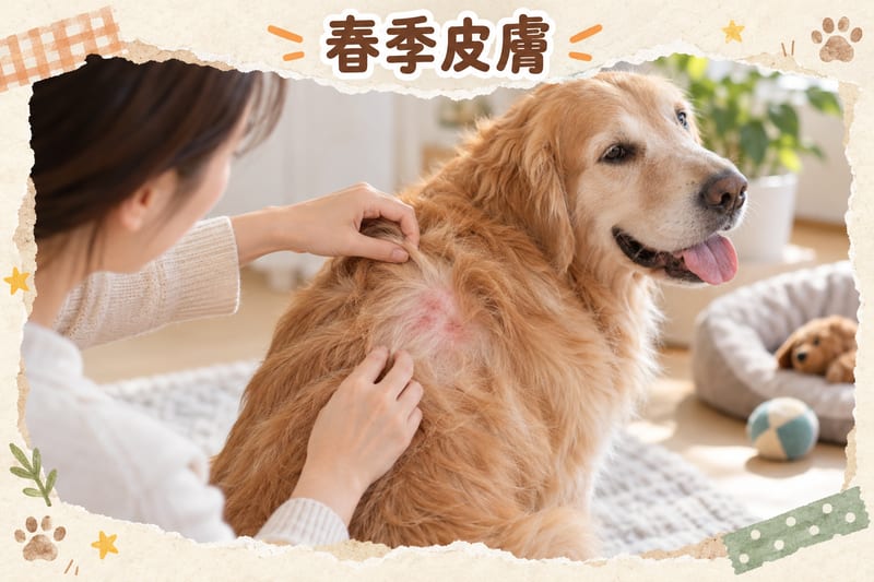 狗狗皮膚護理全攻略|PetChill 圖卡整理