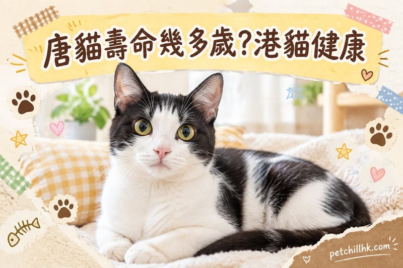 唐貓壽命幾多歲？港貓健康管理與延壽指南