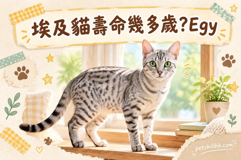 埃及貓壽命幾多歲|香港Egyptian Mau健康風險與延壽指南