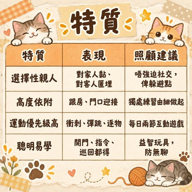 egyptian-mau-personality-hk 知識圖卡1