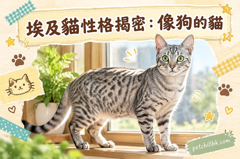 埃及貓性格揭密|香港養貓必讀:像狗的貓、一生只認一家