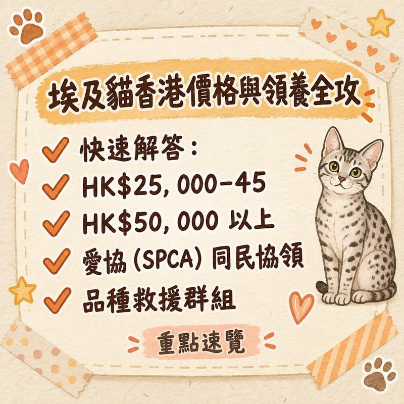 領養中心內,義工抱着一隻虎斑貓向準領養者介紹,牆上貼滿待領養貓相