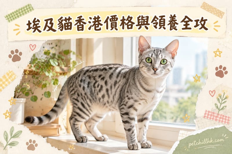 埃及貓香港價格與領養全攻略:2026 行情與查證清單