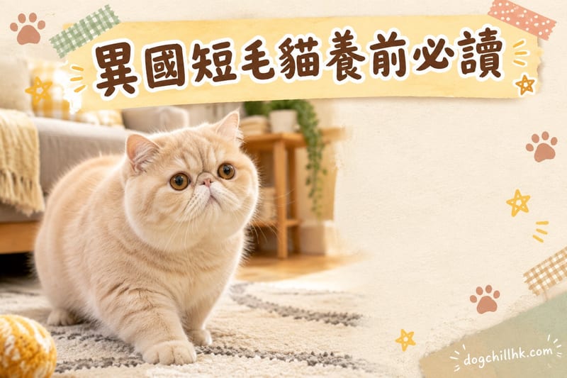 異國短毛貓缺點全公開|香港飼主必睇8項坦誠評估