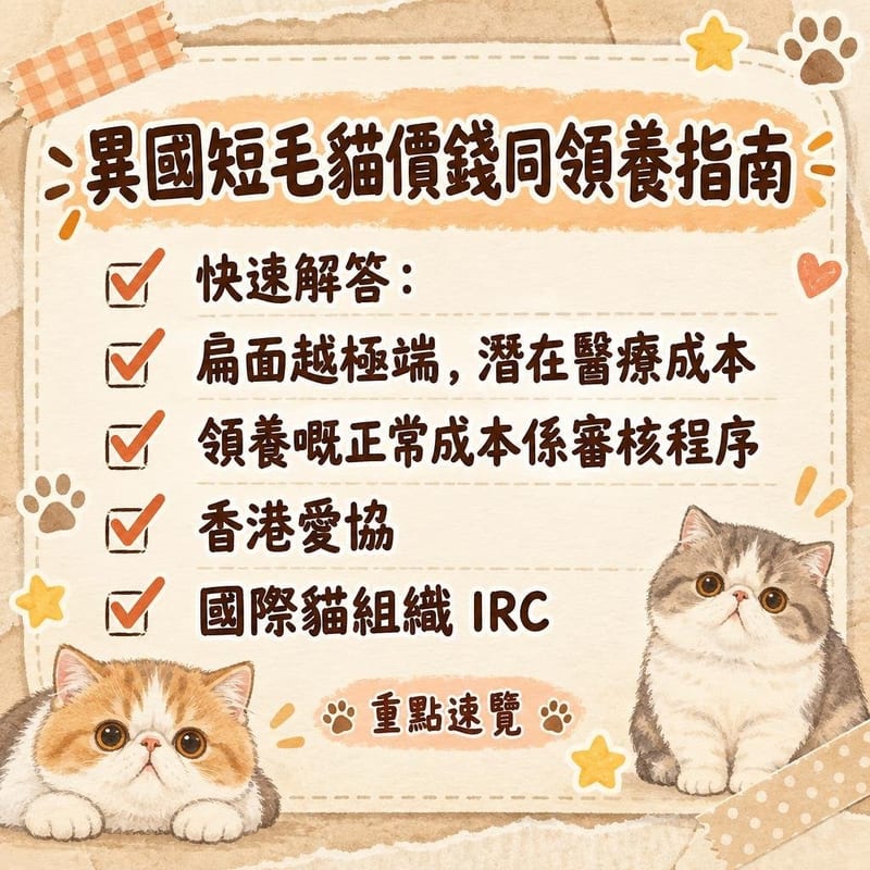 貓舍內一隻銀色異國短毛貓企喺貓爬架旁