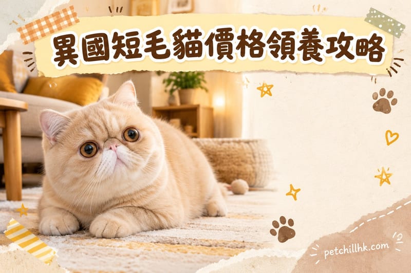 異國短毛貓價錢同領養指南|香港 2026