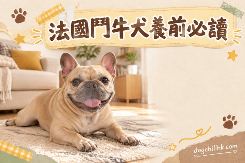 法國鬥牛犬好養嗎|香港飼主必讀八缺點與對策