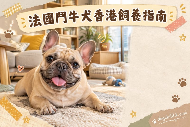 法國鬥牛犬香港飼養指南:法例防暑與家居
