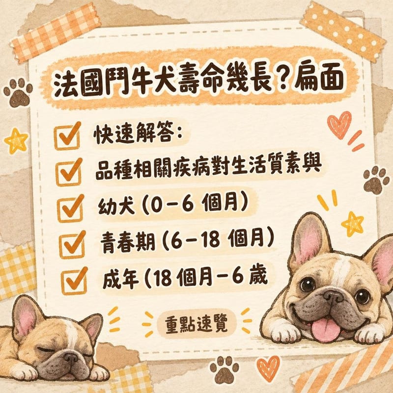 年長的法國鬥牛犬在清晨陰涼的海旁慢步,主人手持飲用水與涼毛巾,太陽尚未升起