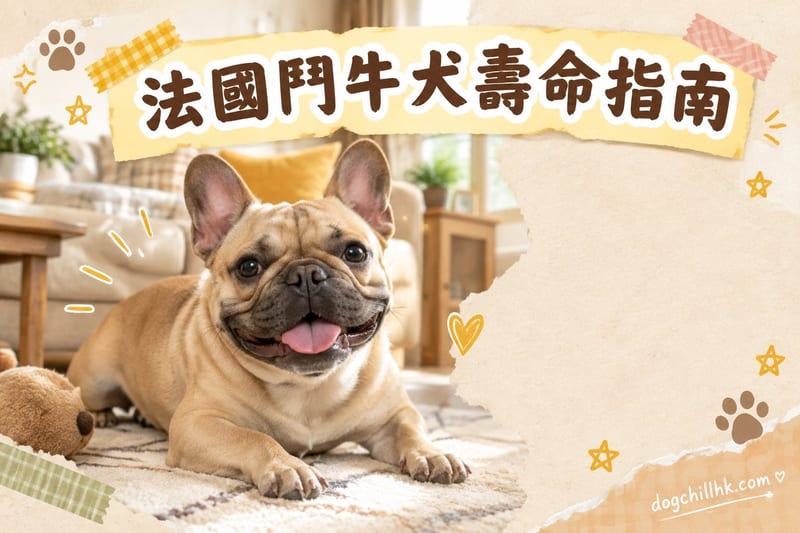 法國鬥牛犬壽命幾長?香港扁面犬健康與延壽指南