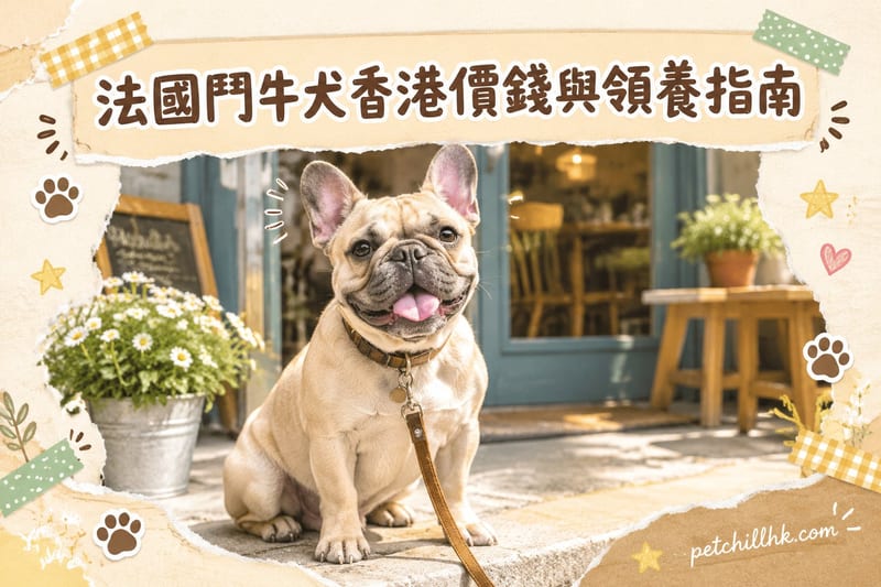法國鬥牛犬香港價錢與領養指南(2026)