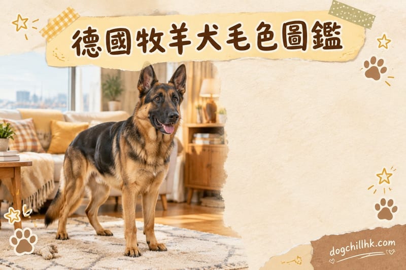 德國牧羊犬毛色全解|香港最齊黑褐、純黑、貂色、白色邊隻正
