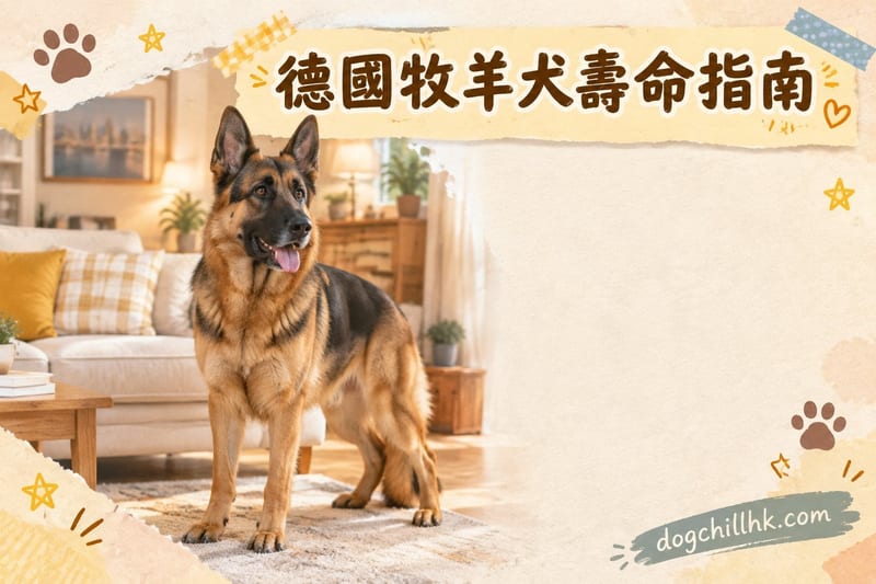 德國牧羊犬壽命幾耐|香港飼主必讀健康風險與延壽清單