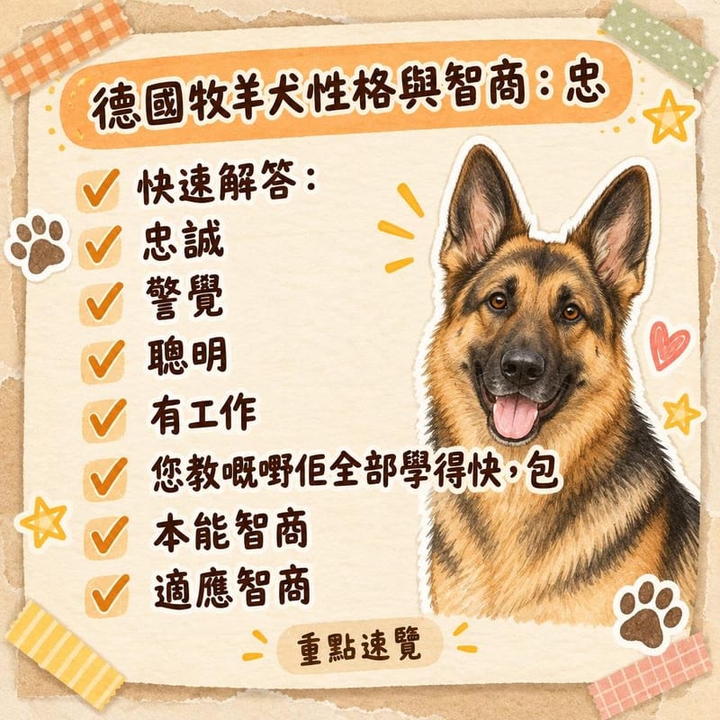 訓練師喺草地以玩具作為獎勵，德國牧羊犬完成「裝作」動作後望住主人等指示