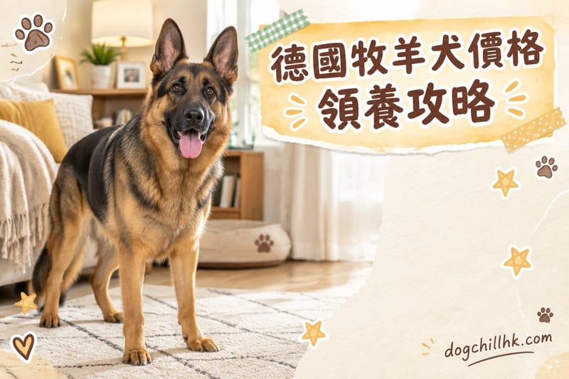 德國牧羊犬價錢與領養:香港買狗行情同查證清單