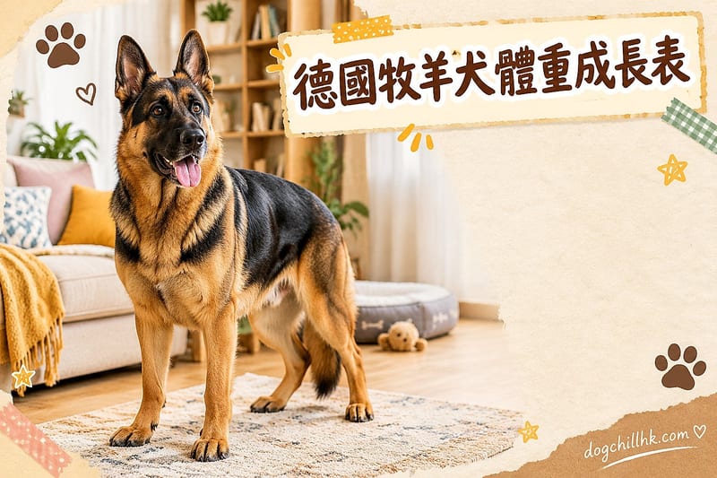 德國牧羊犬體型與成長|香港幼犬體重表+生長預判攻略