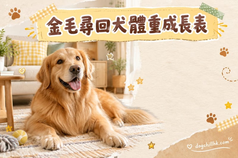 金毛幼犬成長曲線與體重對照表(香港)